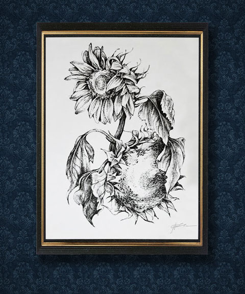 Подсолнухи Туш, перо. Автор: Татьяна Комарчук  