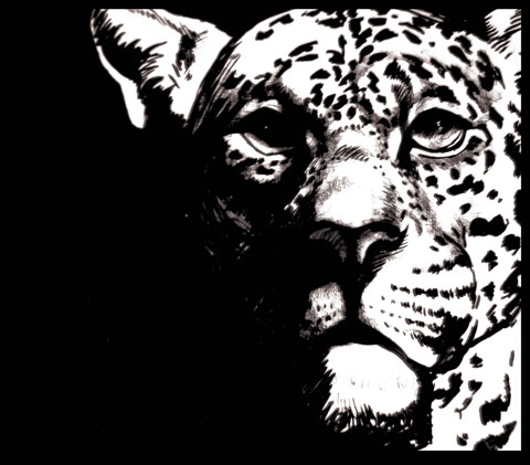 Леопард Туш, перо. Автор: Татьяна Комарчук