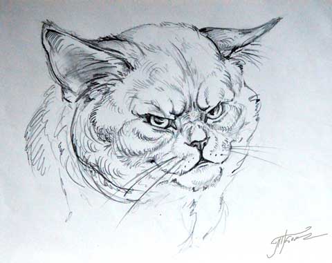 Кот меме Карандаш. Автор: Татьяна Комарчук