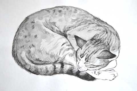 Кот Васька Акварель, туш. Автор: Татьяна Комарчук