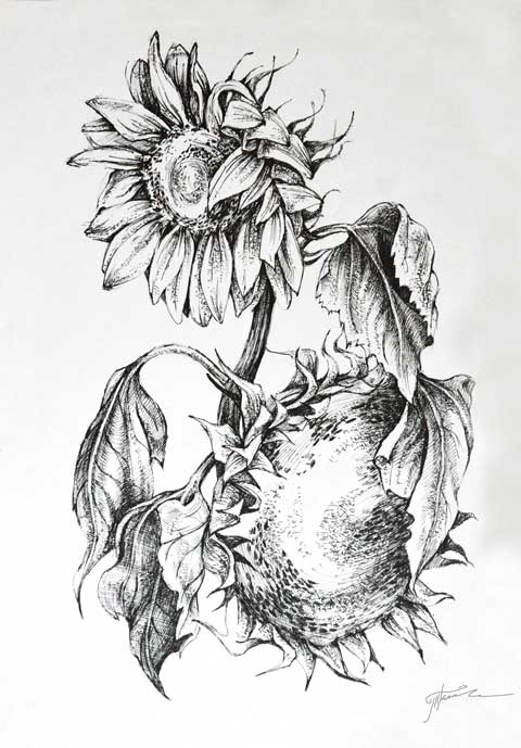 Подсолнухи Туш, перо. Автор: Татьяна Комарчук