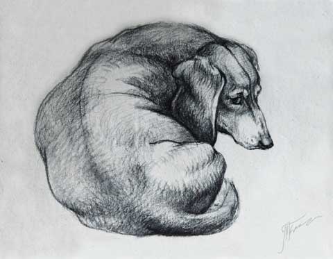 Толстуля Такса Угольный карандаш. Автор: Татьяна Комарчук