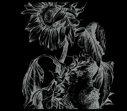 Подсолнухи Туш, перо. Автор: Татьяна Комарчук