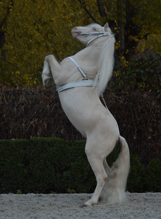 Амуниция для пони в сборе: Нагрудник, нахвостник, гурта с ручками, уздечка повод Материал: Натуральная кожа, фурнитура, кристаллы сваровски. Автор и мастер: Георгий Бацазов