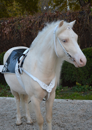 Амуниция для пони в сборе: Нагрудник, нахвостник, гурта с ручками, уздечка повод Материал: Натуральная кожа, фурнитура, кристаллы сваровски. Автор и мастер: Георгий Бацазов