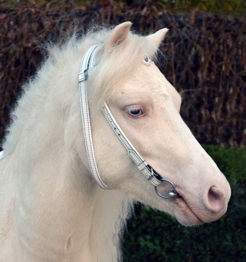 Амуниция для пони в сборе: Нагрудник, нахвостник, гурта с ручками, уздечка повод Материал: Натуральная кожа, фурнитура, кристаллы сваровски. Автор и мастер: Георгий Бацазов