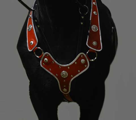 Парадная сбруя Нагрудник, нахвостник, уздечка повод Материал: Натуральная кожа, фурнитура. Автор и мастер: Георгий Бацазов