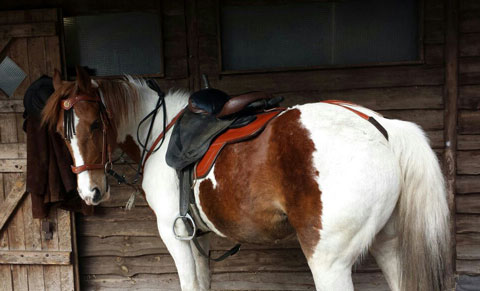 В стиле катри джигитовачное седло, вальтрап, уздечка, повод Материал: Натуральная кожа, фурнитура. Автор и мастер: Георгий Бацазов