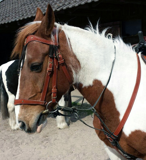 В стиле катри джигитовачное седло, вальтрап, уздечка, повод Материал: Натуральная кожа, фурнитура. Автор и мастер: Георгий Бацазов