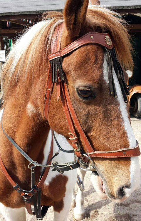 В стиле катри джигитовачное седло, вальтрап, уздечка, повод Материал: Натуральная кожа, фурнитура. Автор и мастер: Георгий Бацазов
