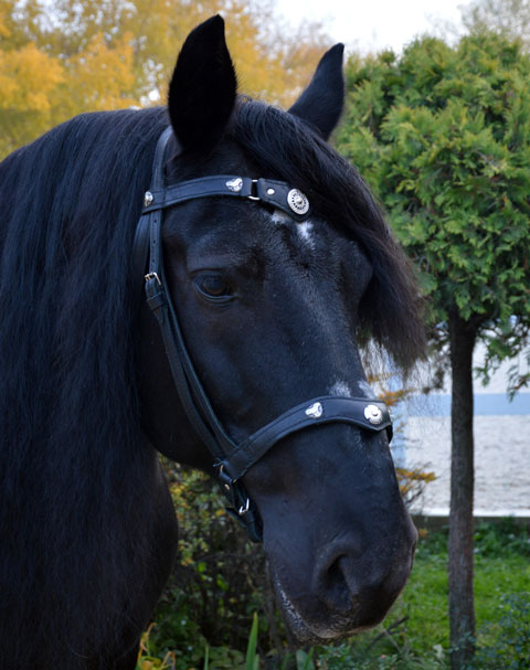 Уздечка Материал: Натуральная кожа, фурнитура. Автор: Георгий Бацазов