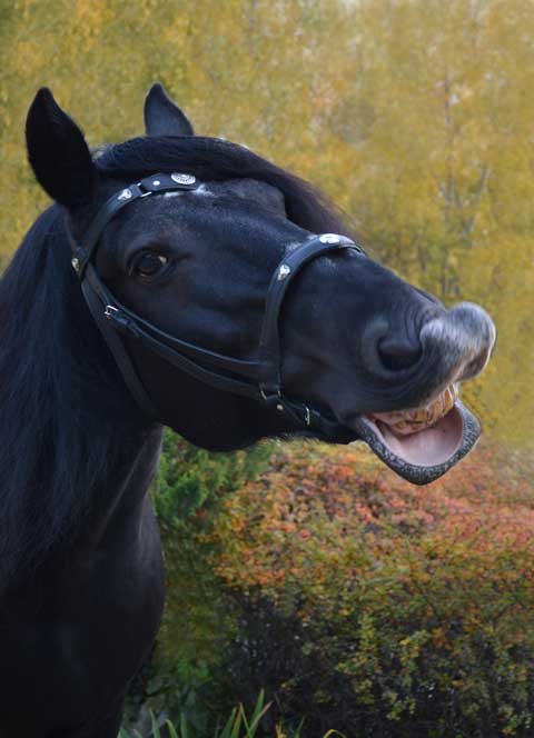 Уздечка Материал: Натуральная кожа, фурнитура. Автор: Георгий Бацазов